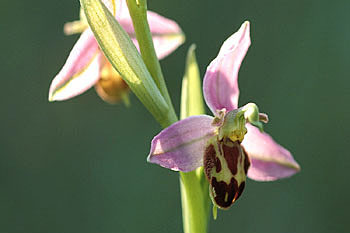 Bee Orchid